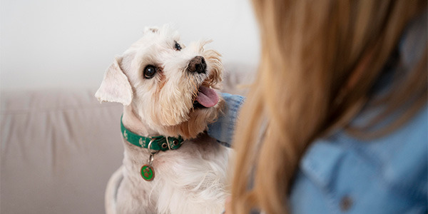Pies w salonie fryzjerskim? 5 aspektów, które warto wziąć pod uwagę!